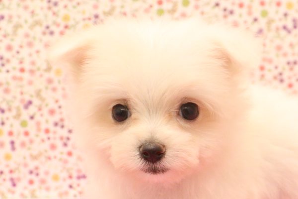 マルチーズ