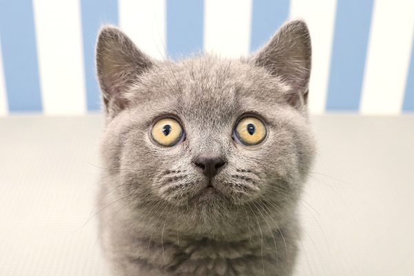 ブリティッシュ