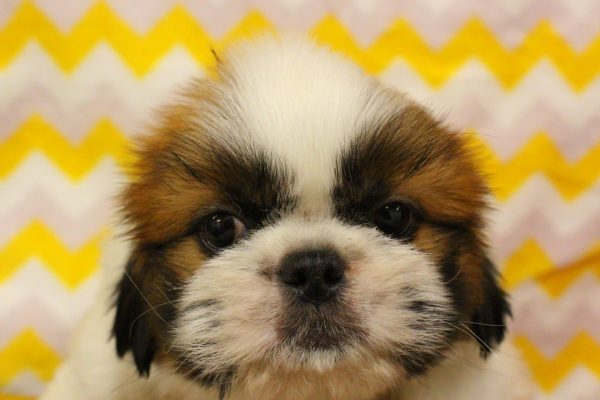 ミックス（ハーフ犬）