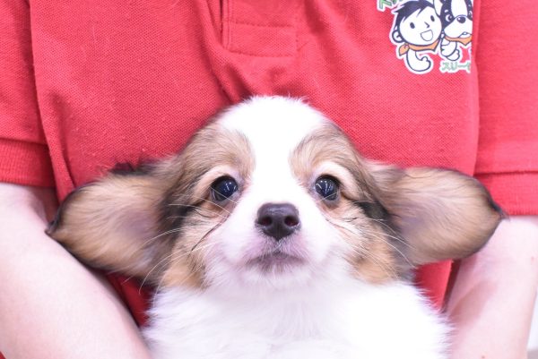 パピヨン
