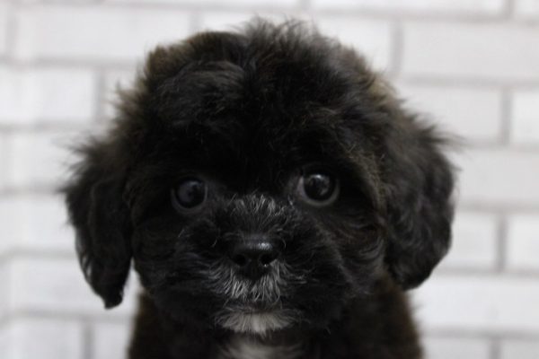 ミックス（ハーフ犬）