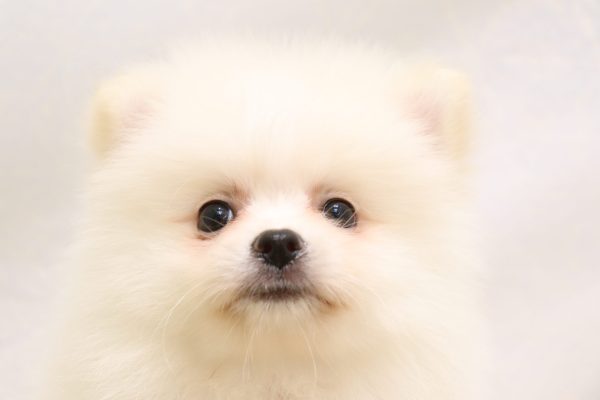 ポメラニアン