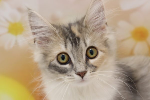 ノルウェージャンフォレストキャット