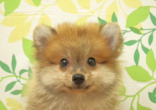 ポメラニアン