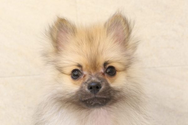 ポメラニアン