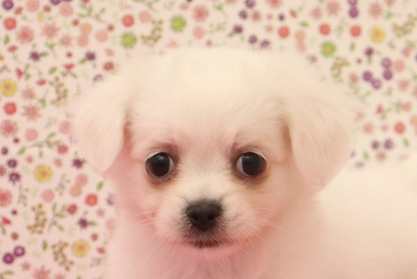 ミックス（ハーフ犬）