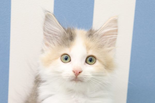 ノルウェージャンフォレストキャット
